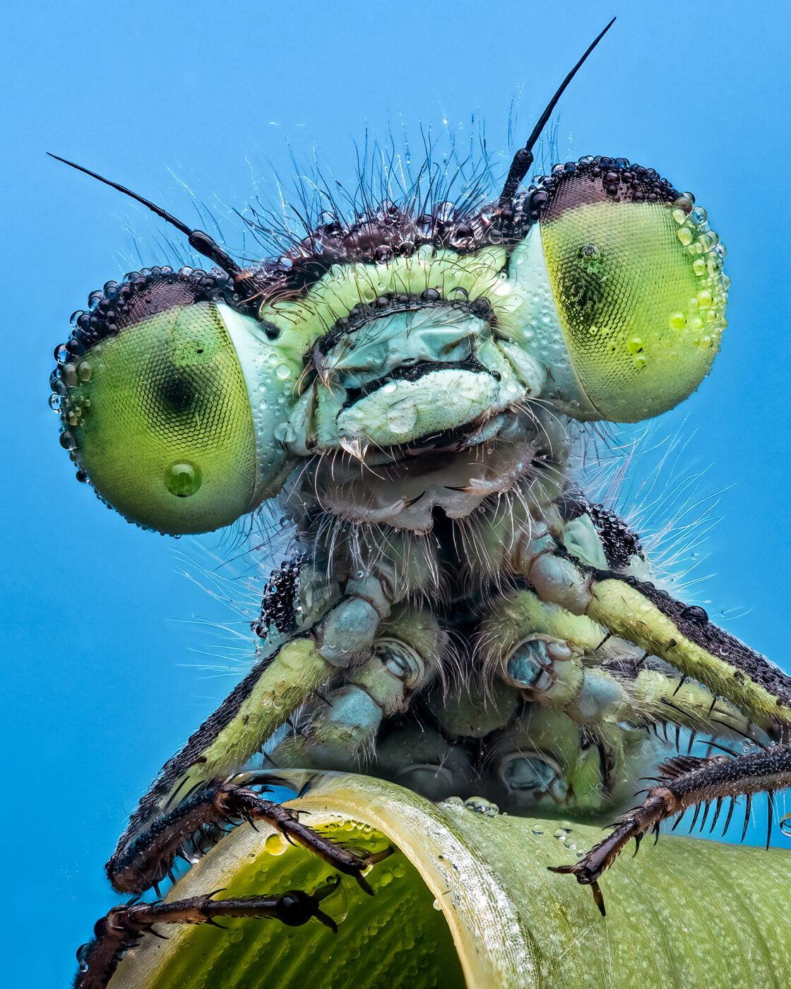 here is a Damselfly covered in Dew in the middle of the night. Insects are cold blooded, so as the temperature cools at night, they are unable to move. Dew then sticks to the Damselfly and covers it completely.