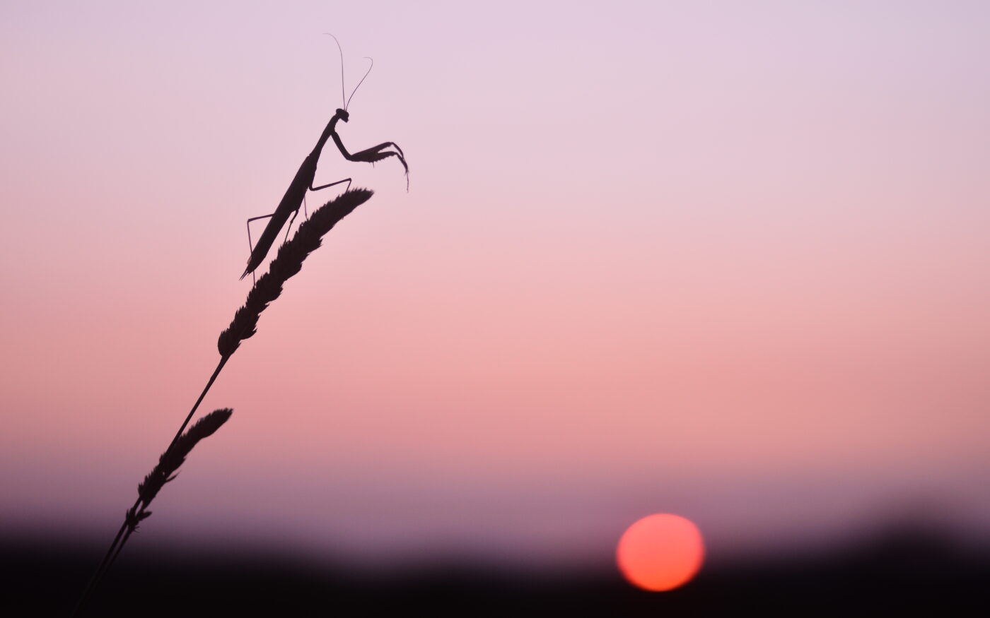 A praying mantis saluting the evening sun