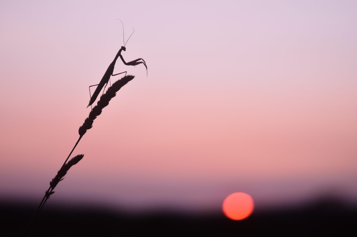 A praying mantis saluting the evening sun