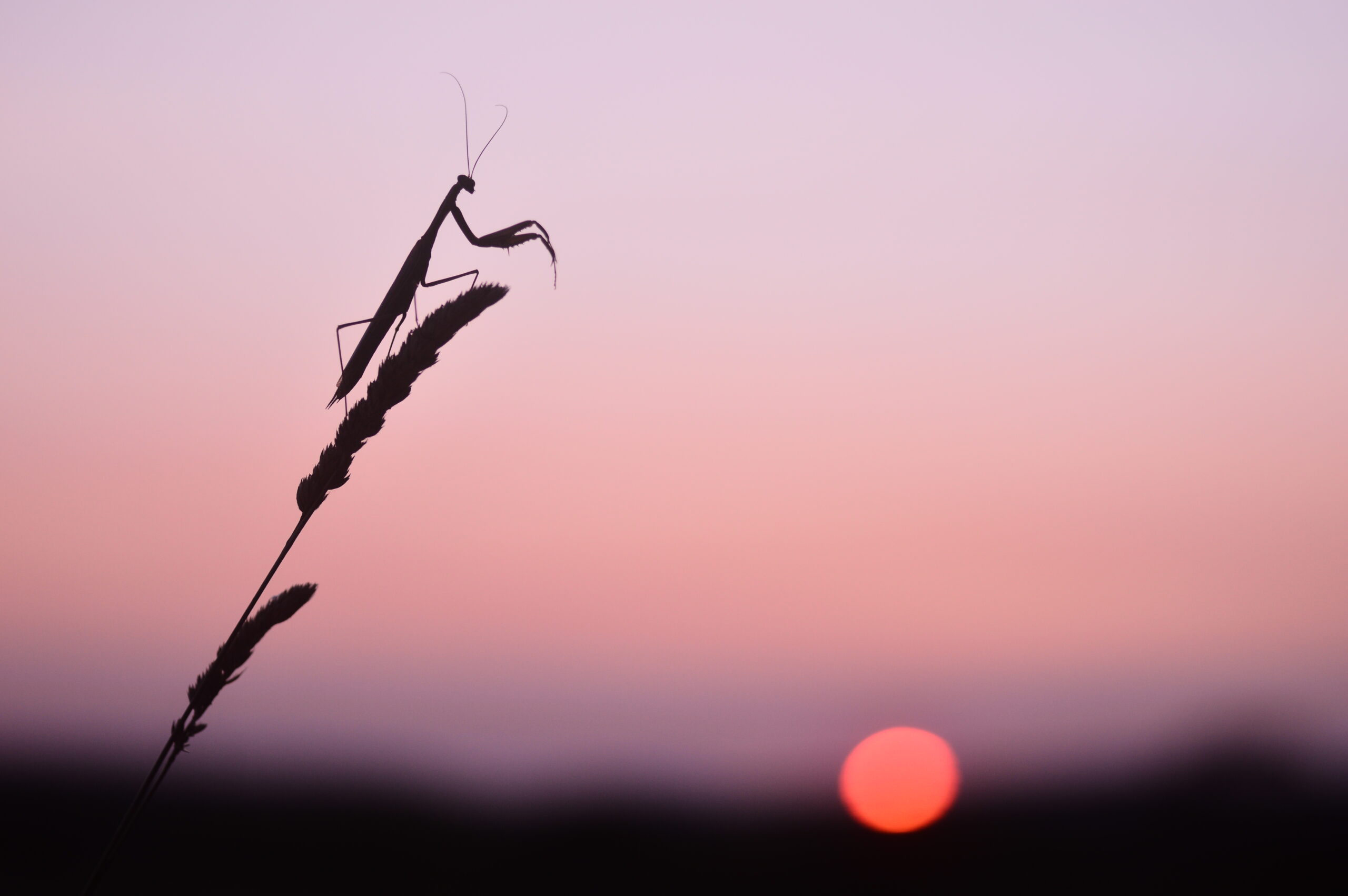 A praying mantis saluting the evening sun