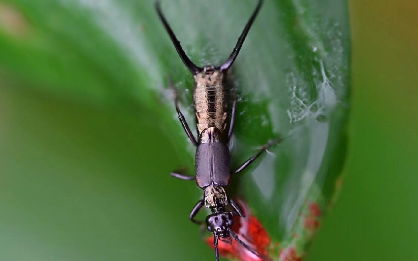 I took a walk in Yunnan in the evening to see it, very beautiful, lying on a leaf so I took a picture