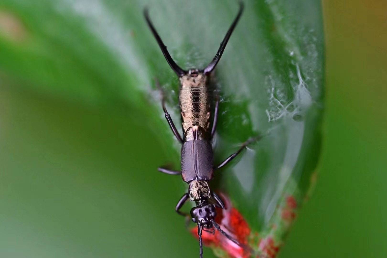 I took a walk in Yunnan in the evening to see it, very beautiful, lying on a leaf so I took a picture