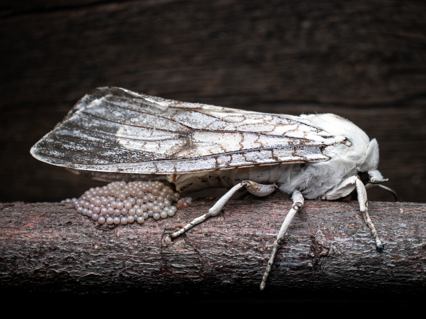 A female tiger moth laying eggs on a stick