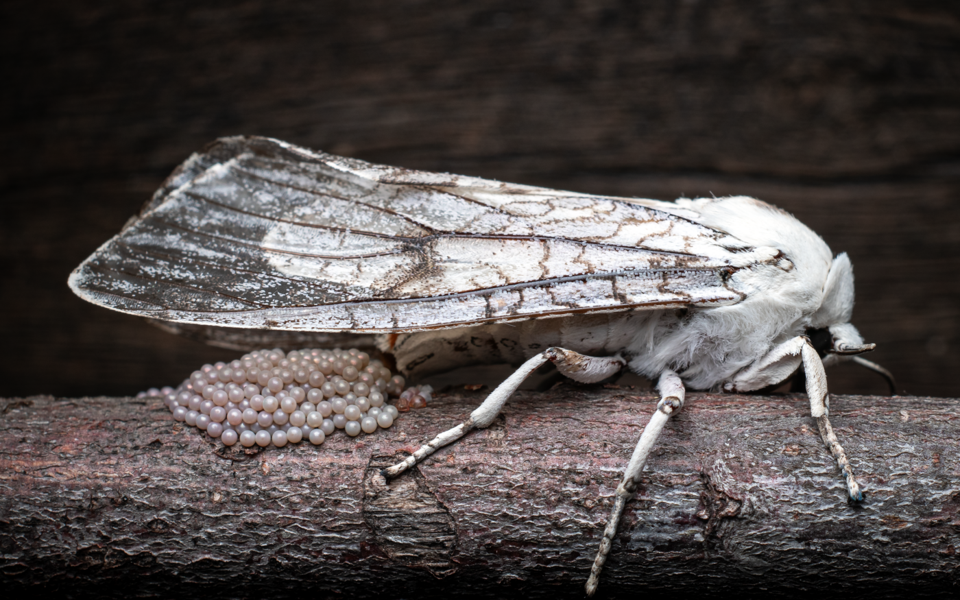 A female tiger moth laying eggs on a stick