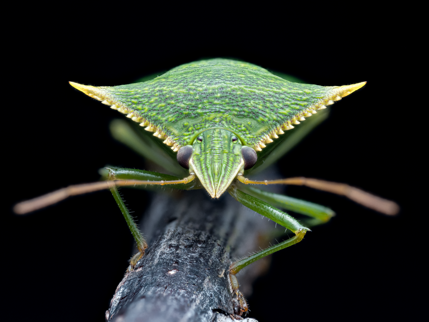 A beautiful shield bug resting on a stick