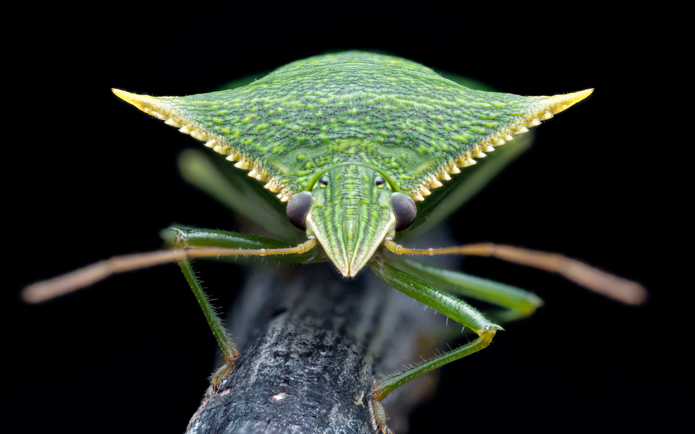 A beautiful shield bug resting on a stick