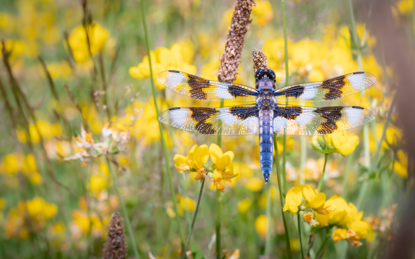 A Blue Dragonfly perched amongst Yellow Flowers