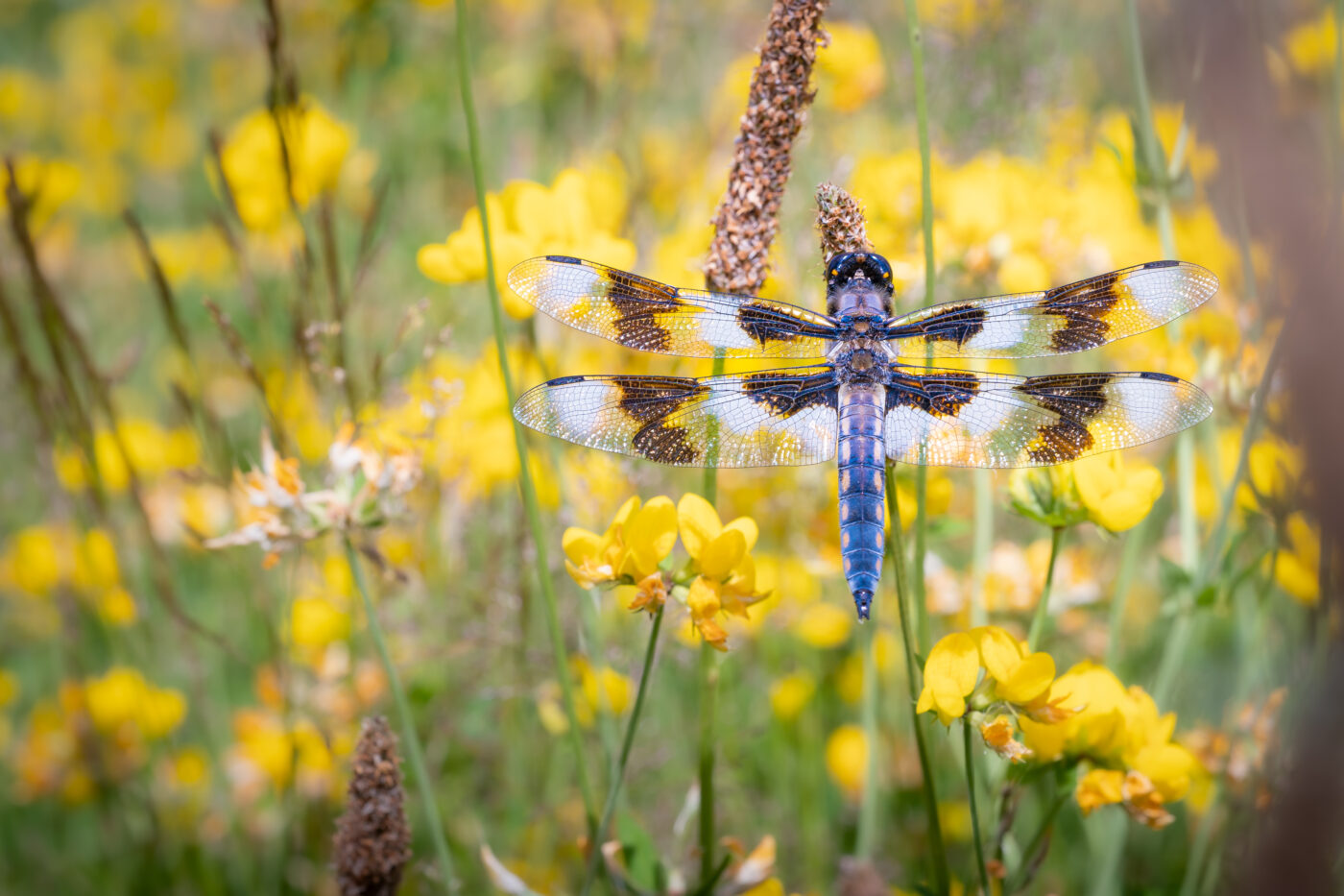 A Blue Dragonfly perched amongst Yellow Flowers