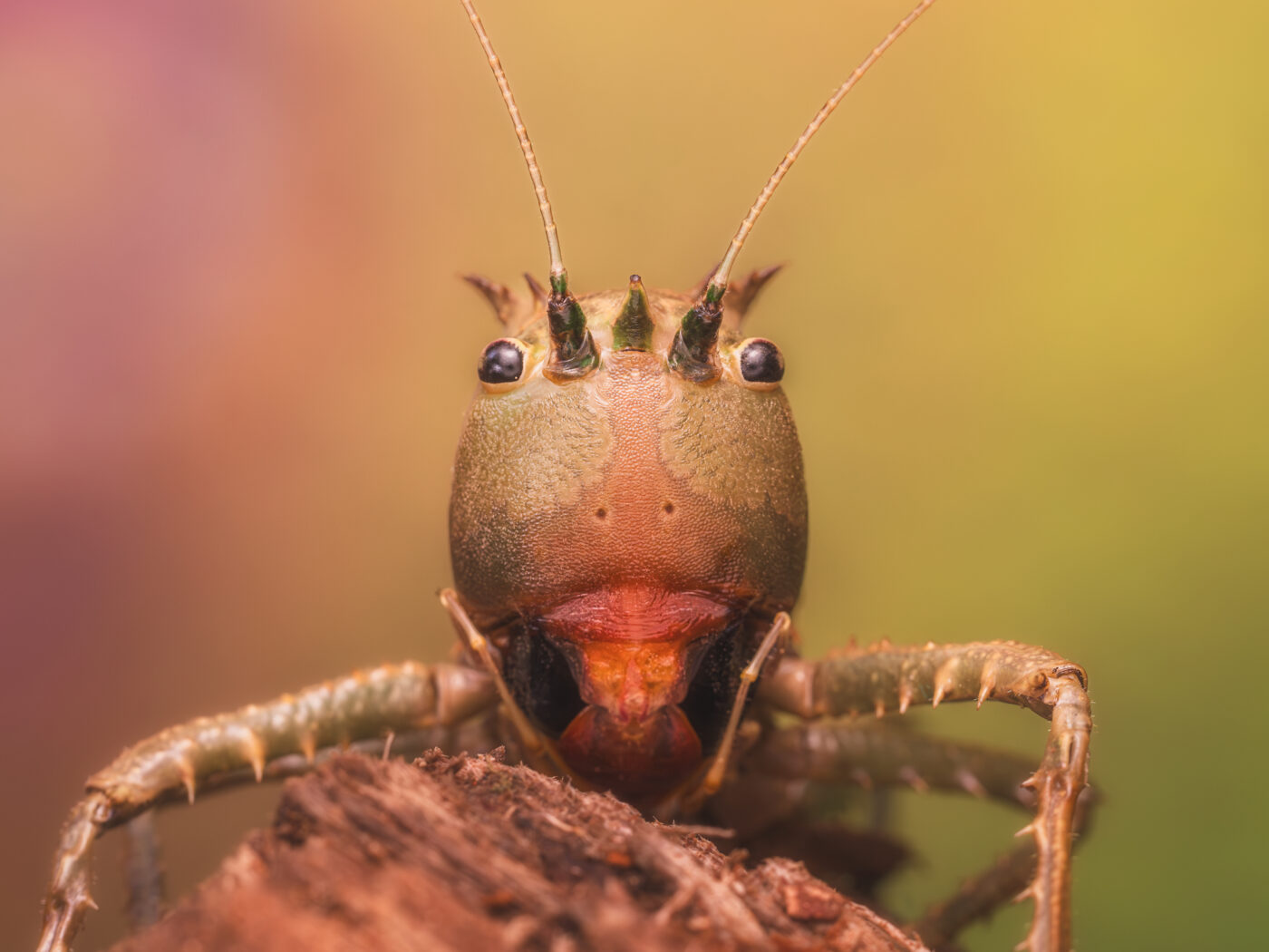 Even a grasshopper can have a girlish side