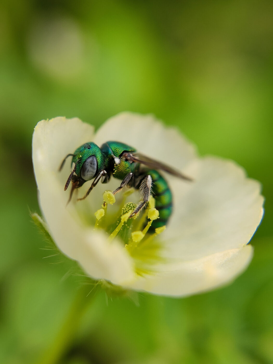 In this image shows a Green Metallic Sweat bee collecting pollen on a flower