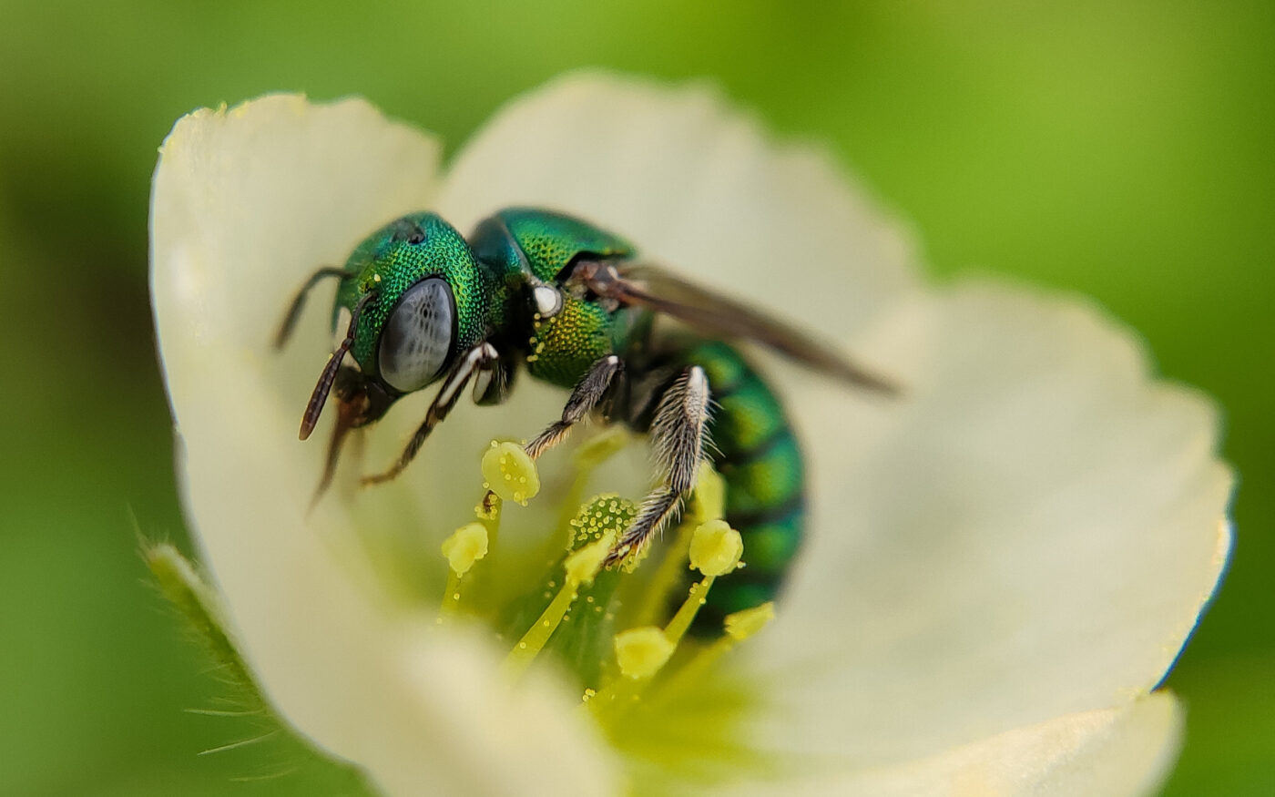 In this image shows a Green Metallic Sweat bee collecting pollen on a flower