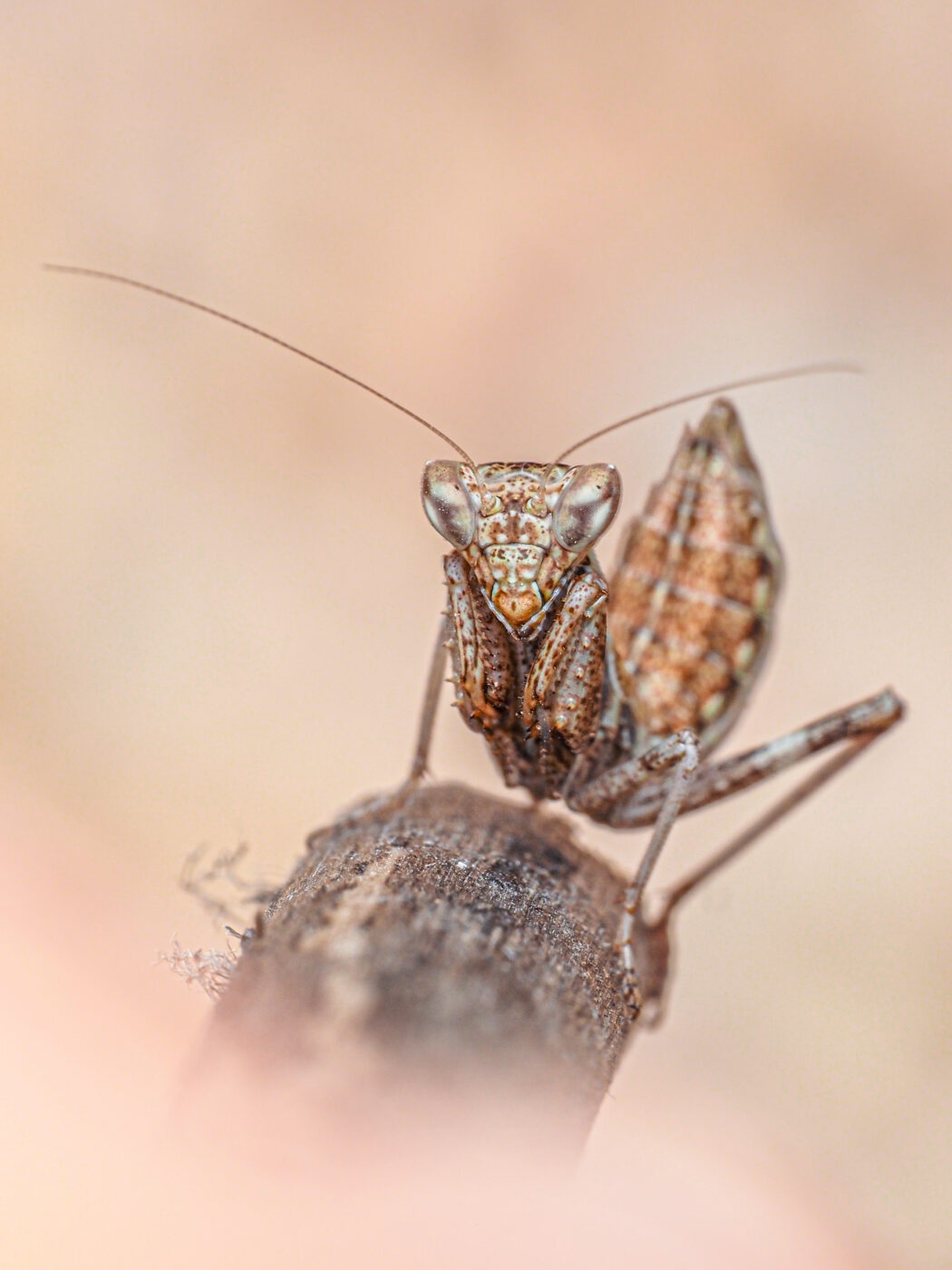 One of the smallest species of Mantis, it rests on a branch, keeping watch, completely sure that because of its size and color no one can see it...or so she thought.