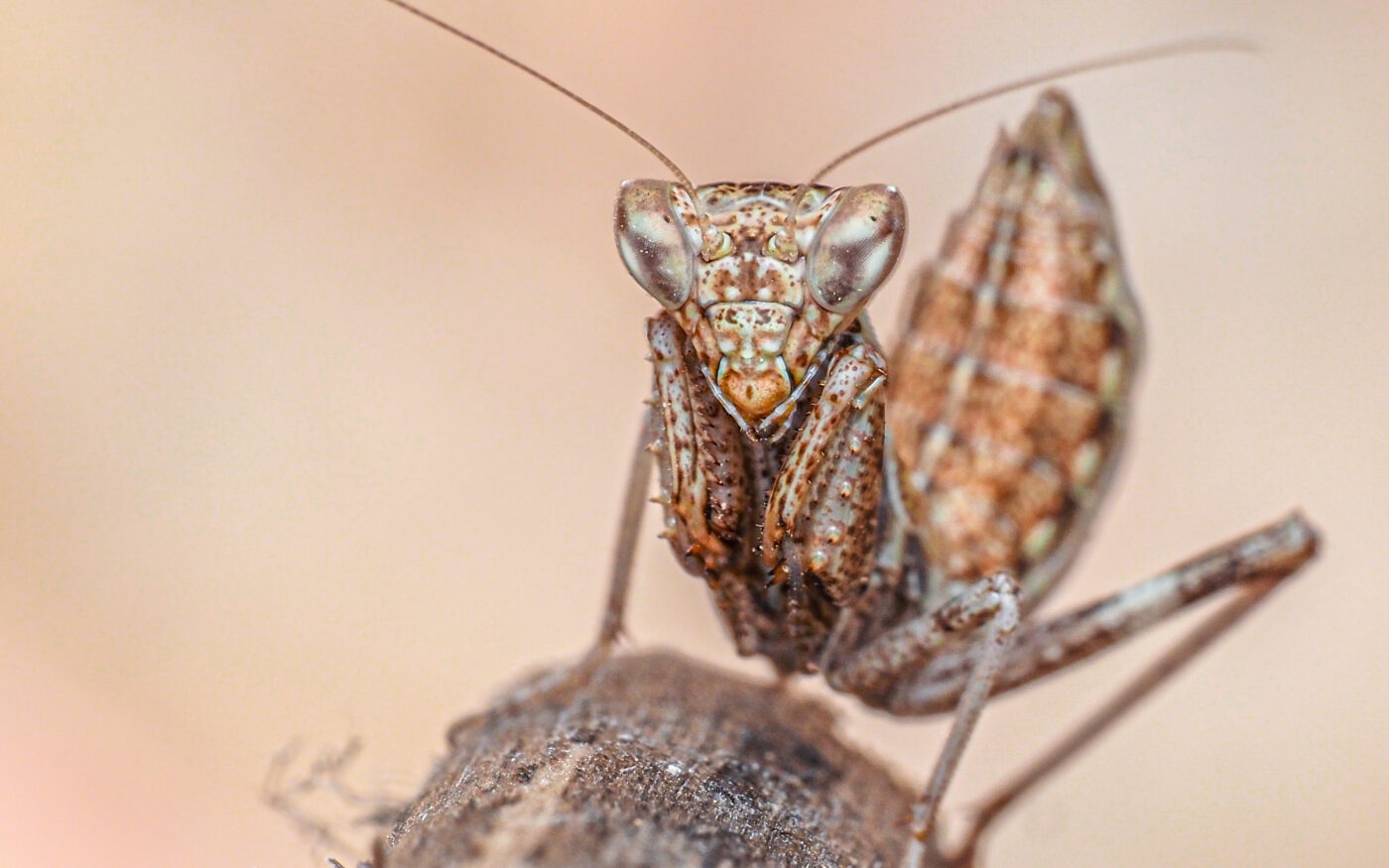 One of the smallest species of Mantis, it rests on a branch, keeping watch, completely sure that because of its size and color no one can see it...or so she thought.