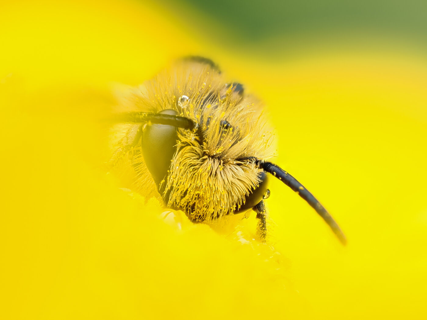 A tiny Flower Bee (Anthophora sp) sits on a yellow Corn Marigold flower, with a few droplets of rain following a short summer shower.