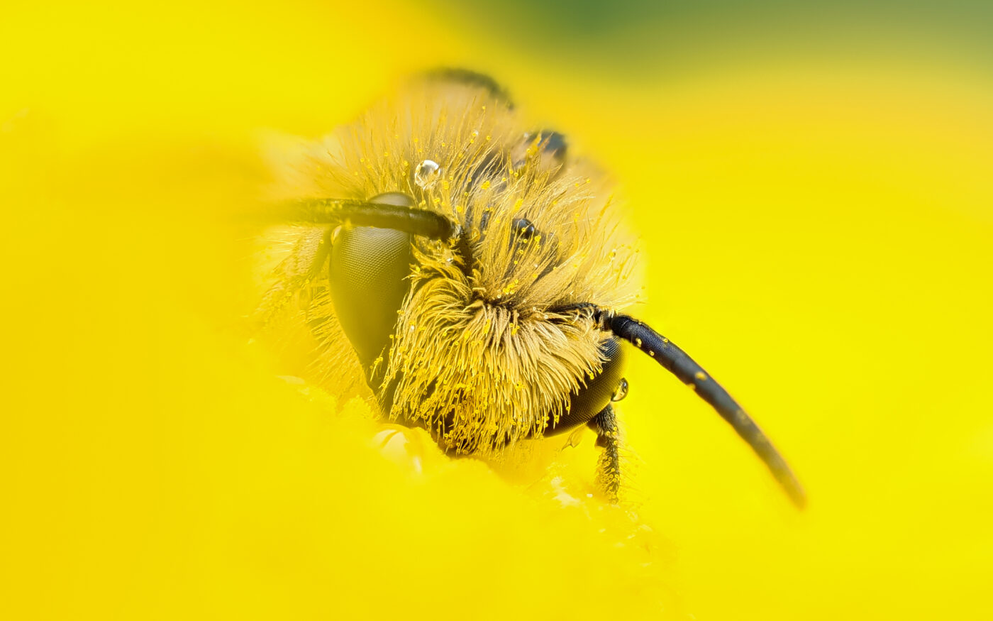 A tiny Flower Bee (Anthophora sp) sits on a yellow Corn Marigold flower, with a few droplets of rain following a short summer shower.