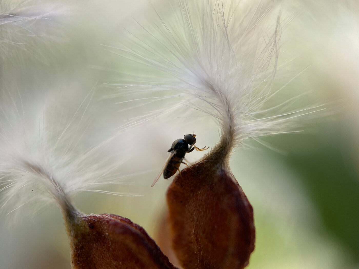 A tiny fly on some fluffy white flowers in an interesting pose.