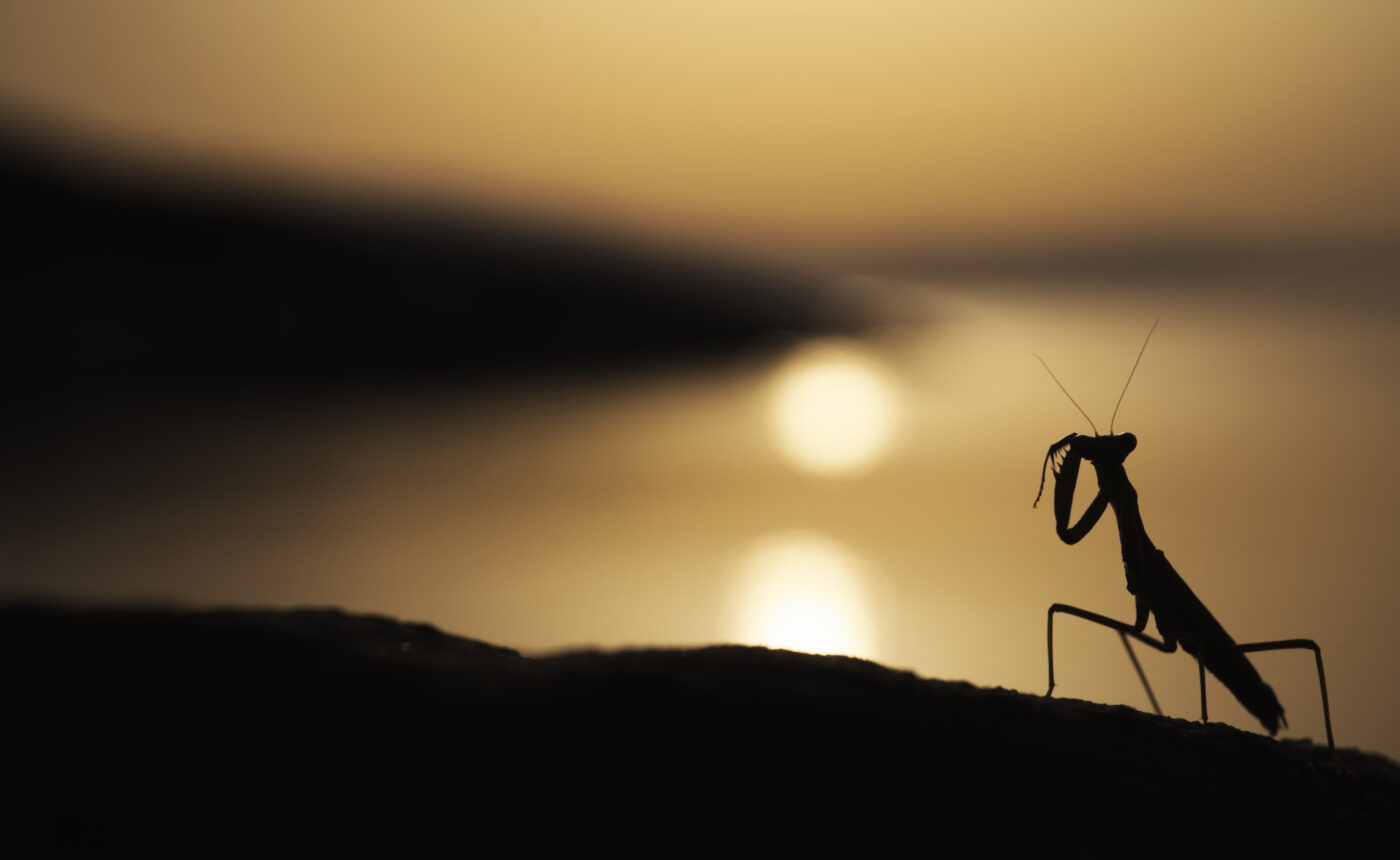 A backlit shot of an Iris oratoria during sunrise.