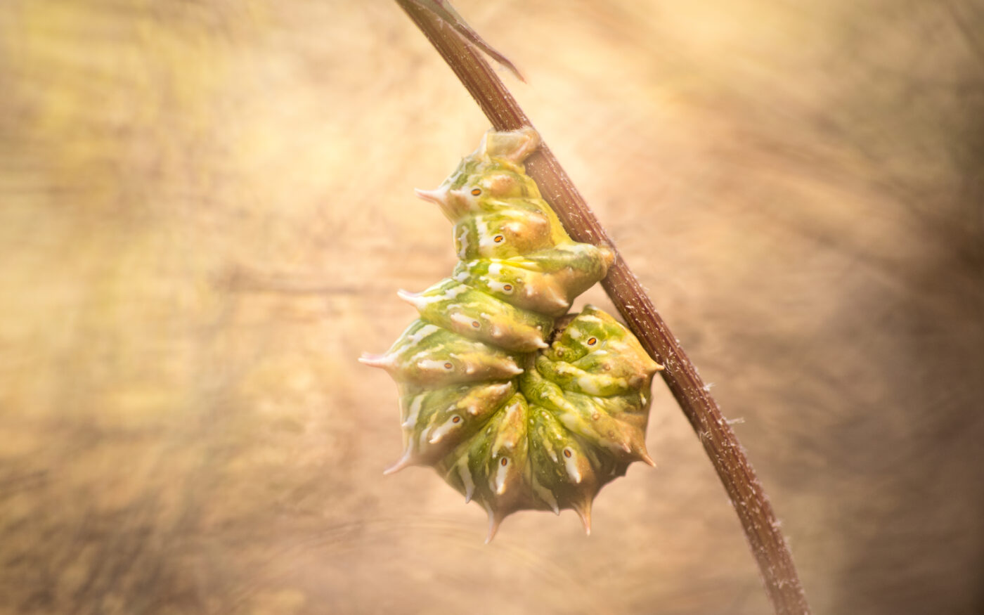 A close-up shot of an Apochima flabellaria caterpillar on a branch.