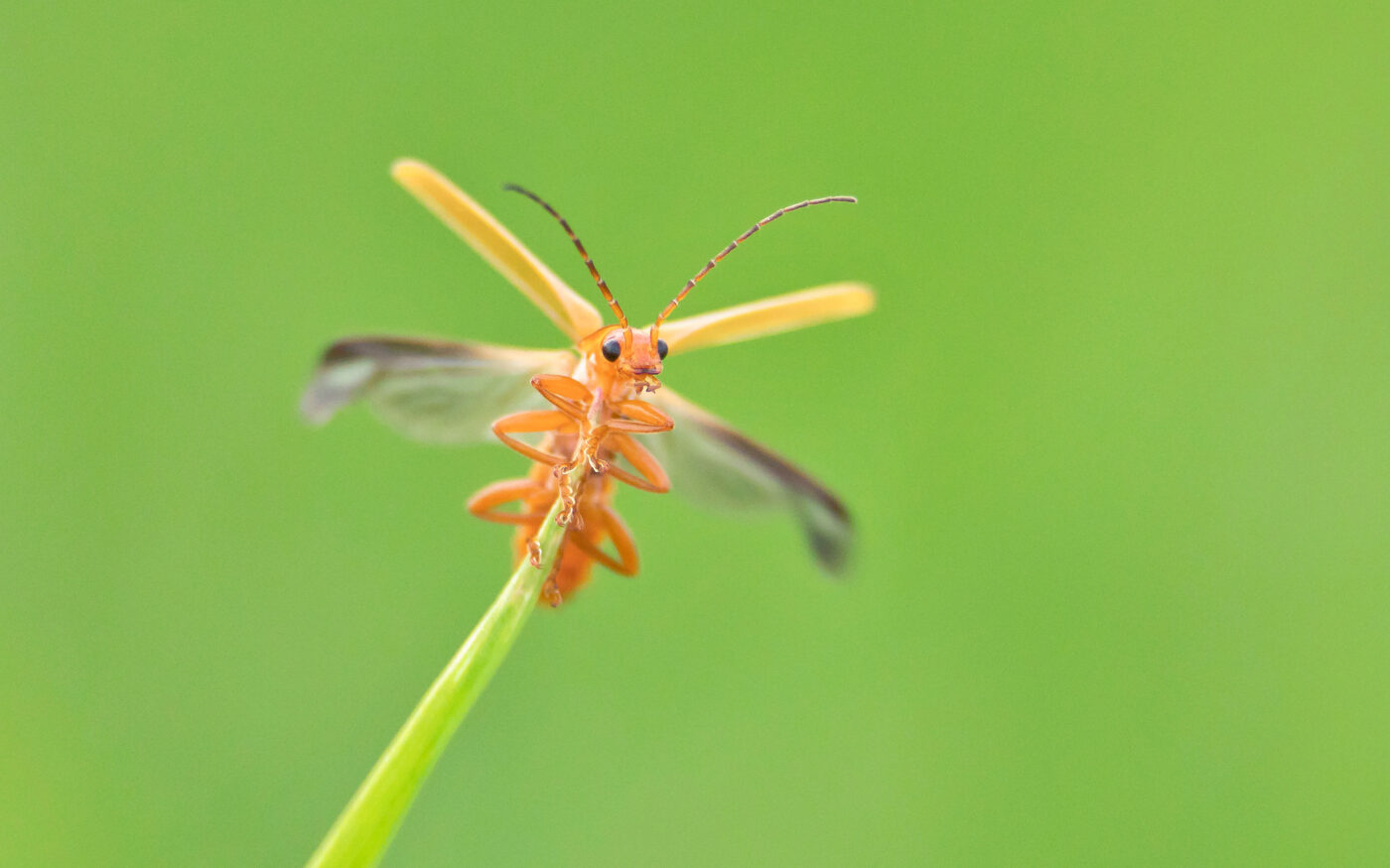 The common red soldier beetle is unfolding its wings and taking off.