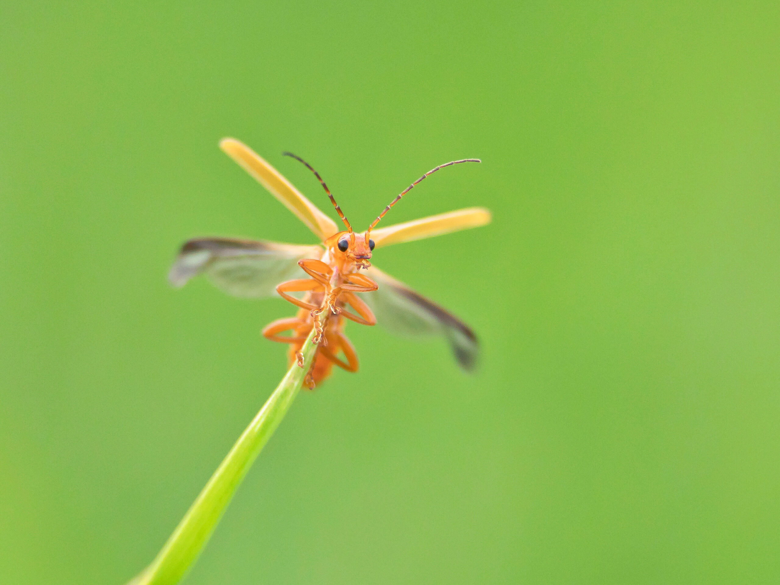 The common red soldier beetle is unfolding its wings and taking off.