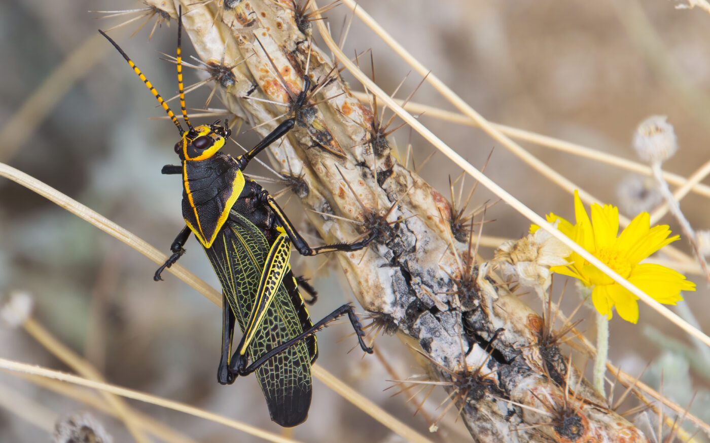 Endemic Western Horse Lubber posing on a cactus