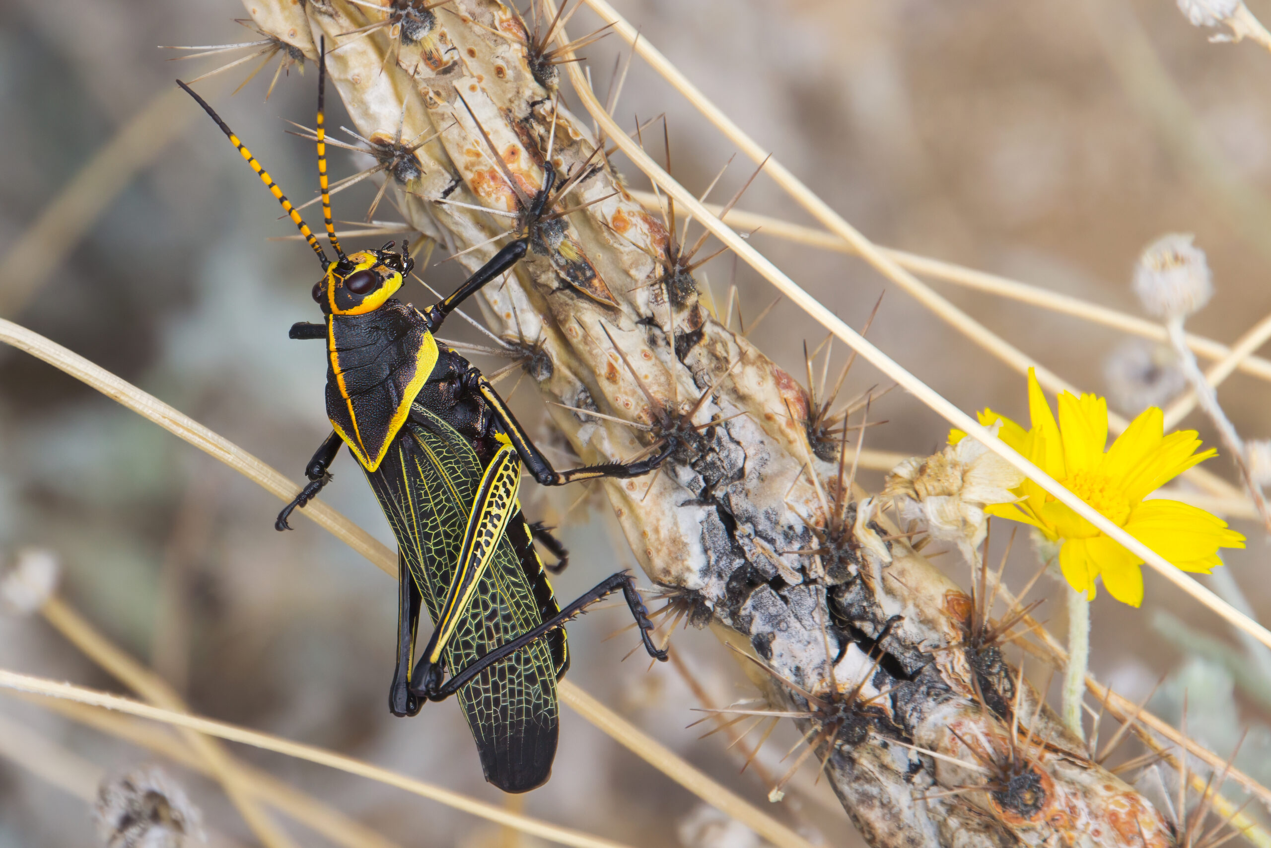 Endemic Western Horse Lubber posing on a cactus