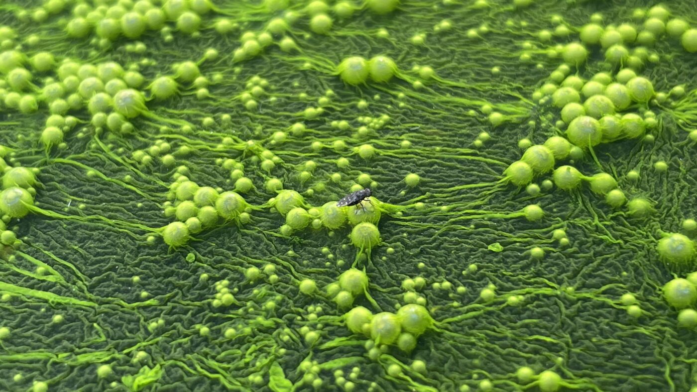 the shore fly is landing on the algae. There is a water bucket in my greenhouse with algae floating in it. This is the area where the shore flies always come to get water during early spring when they can't find it anywhere else. But it looks like the fly living in another world