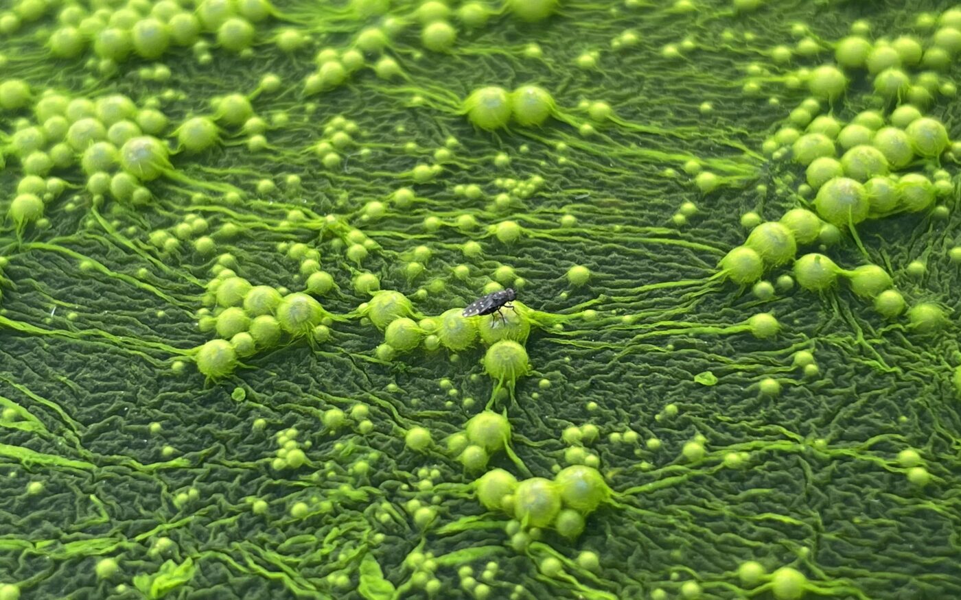 the shore fly is landing on the algae. There is a water bucket in my greenhouse with algae floating in it. This is the area where the shore flies always come to get water during early spring when they can't find it anywhere else. But it looks like the fly living in another world