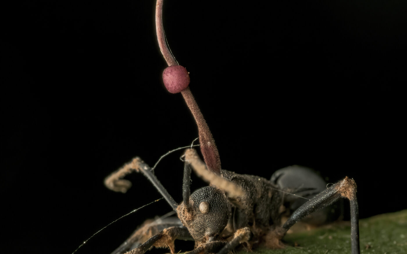 A Spiny Ant clamps tightly onto a leaf while a deadly Orphiocordyceps fungi sprouts from its thorax. After being infected by the fungi, ants will become mindless zombies, crawling to higher ground where the fungi can release and spread its spores to infect even more ants.