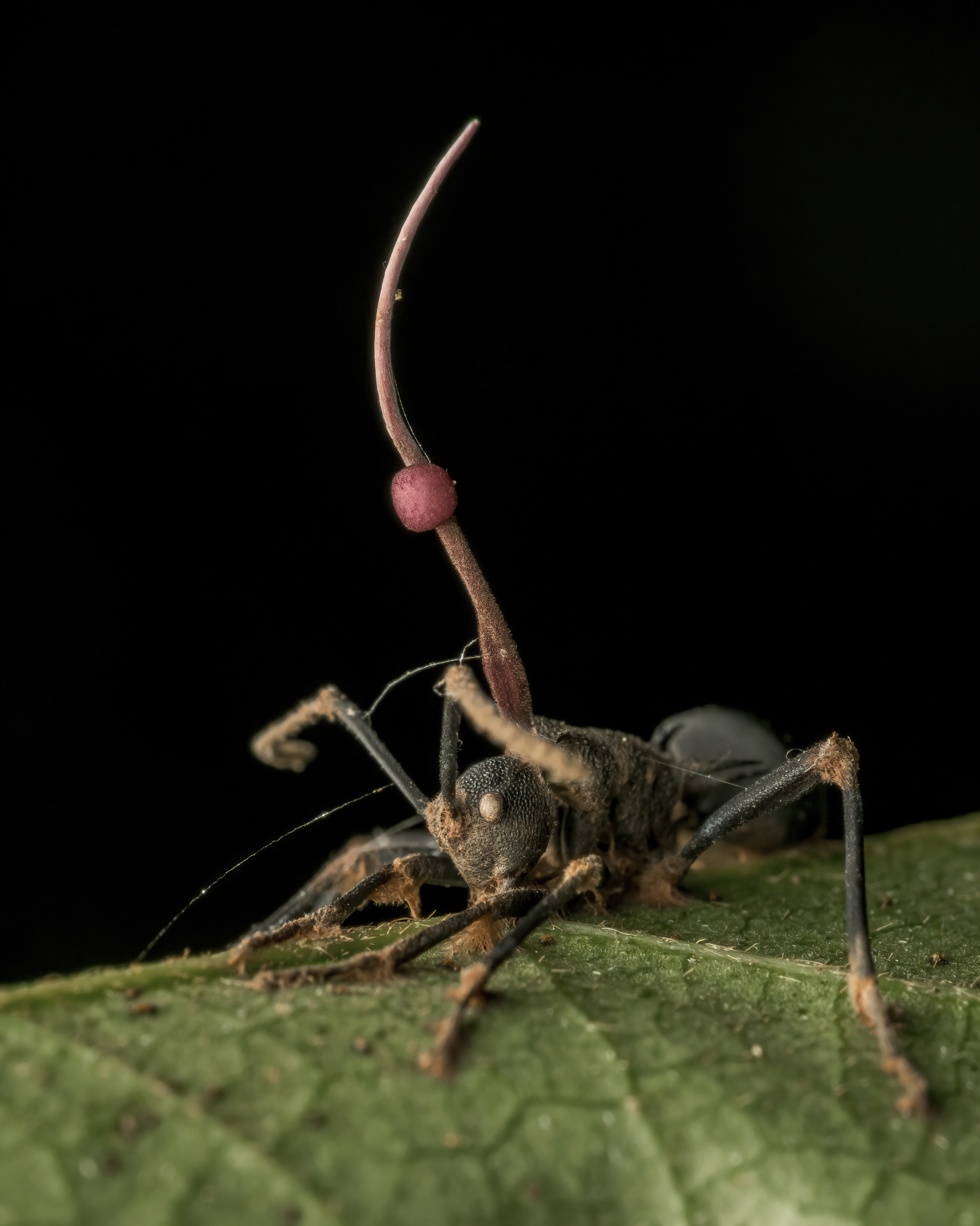 A Spiny Ant clamps tightly onto a leaf while a deadly Orphiocordyceps fungi sprouts from its thorax. After being infected by the fungi, ants will become mindless zombies, crawling to higher ground where the fungi can release and spread its spores to infect even more ants.