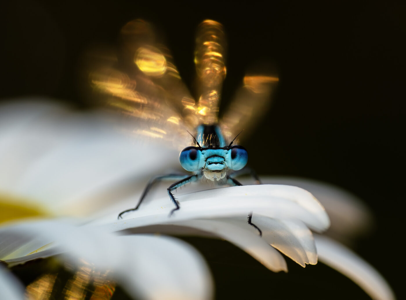 A damselfly settling down amongst the daisy's at dawn, with the golden  spring sun refracting through it's wings.