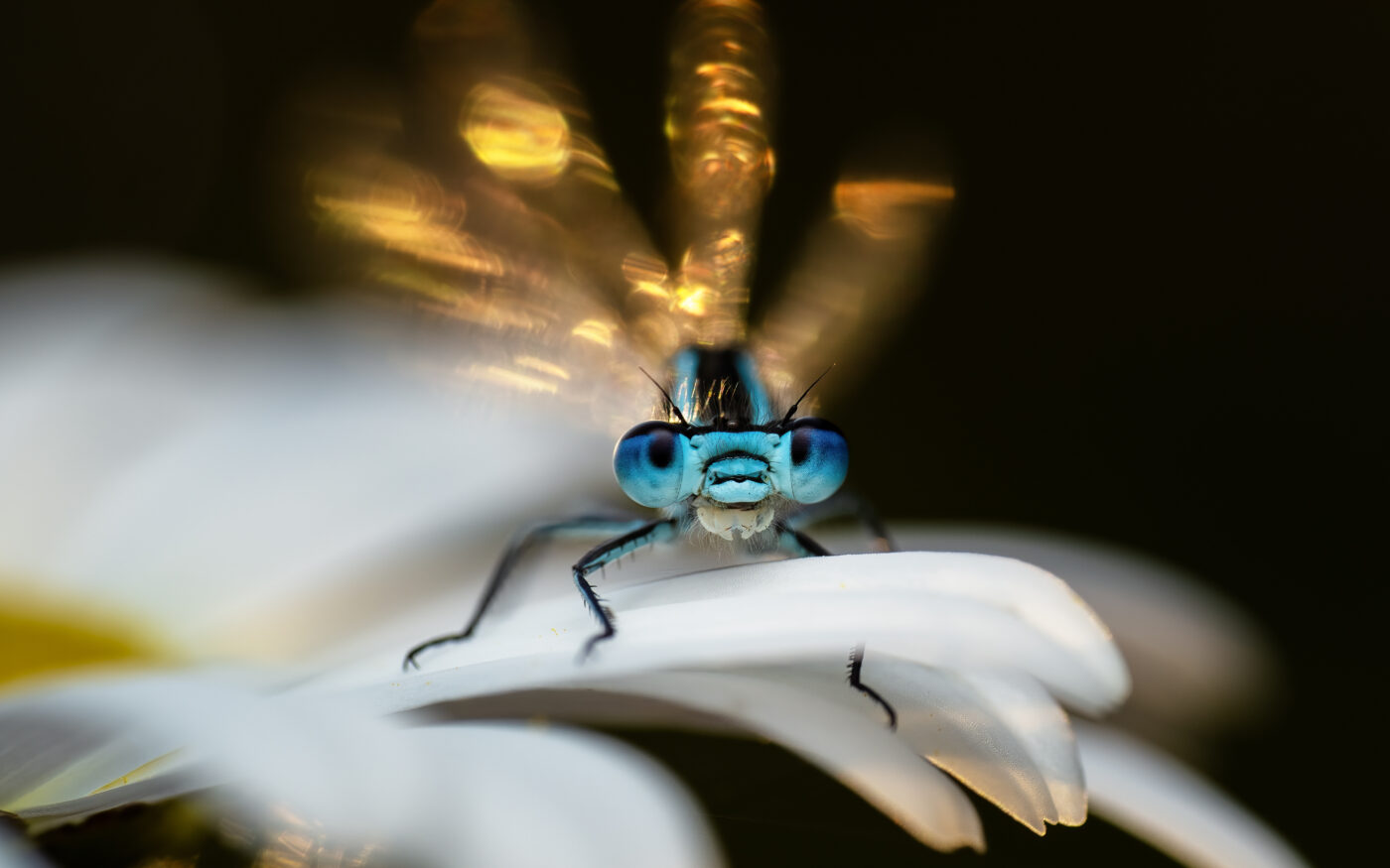 A damselfly settling down amongst the daisy's at dawn, with the golden  spring sun refracting through it's wings.