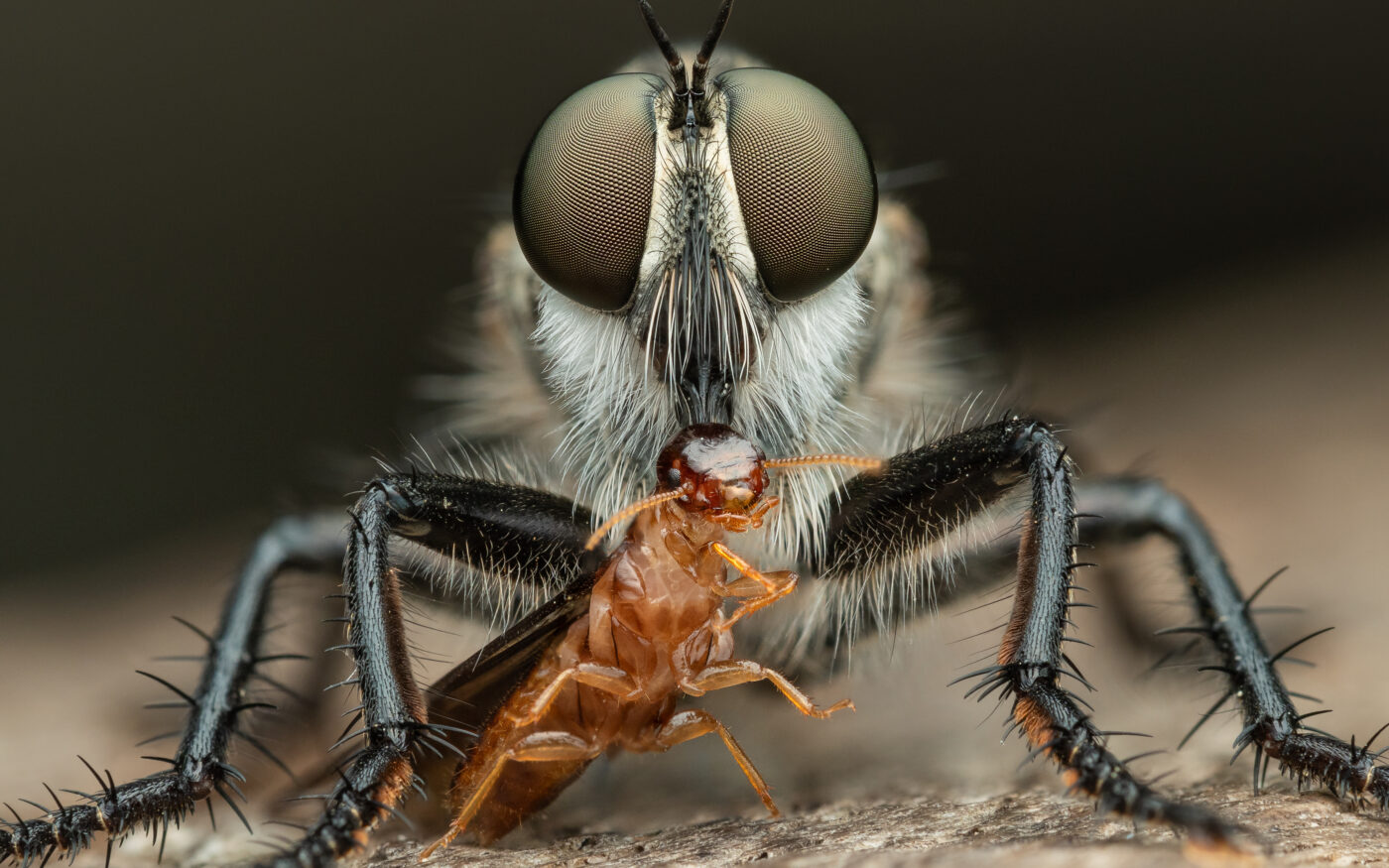 A robber fly is eating a termite on a wooden fence.