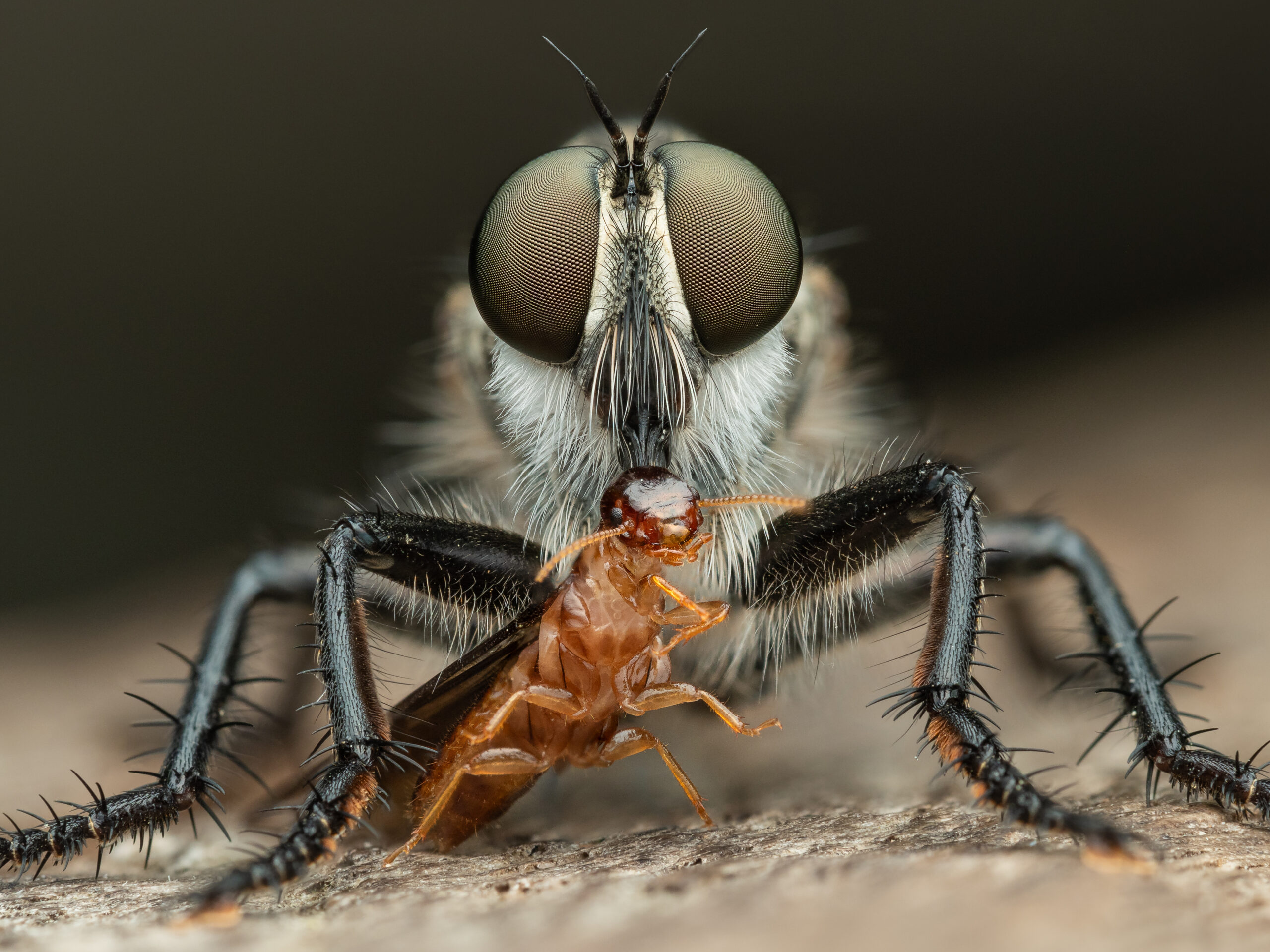 A robber fly is eating a termite on a wooden fence.