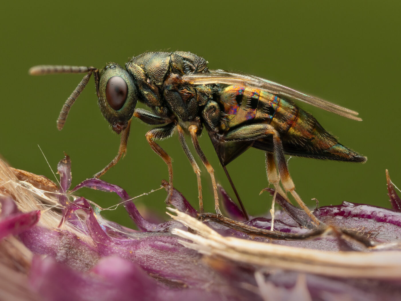 A pteromalus is ovipositing.