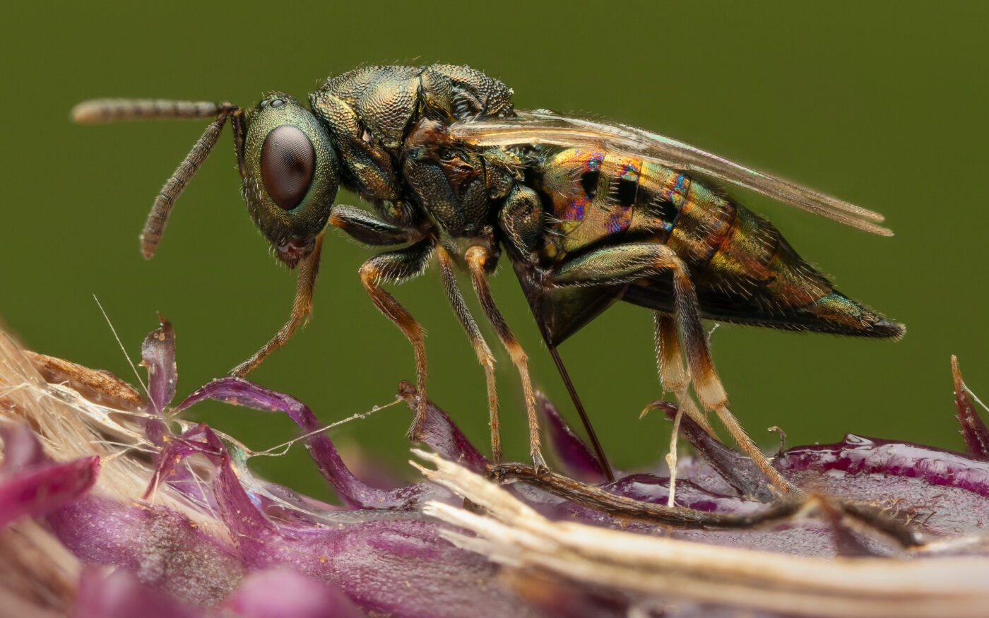 A pteromalus is ovipositing.