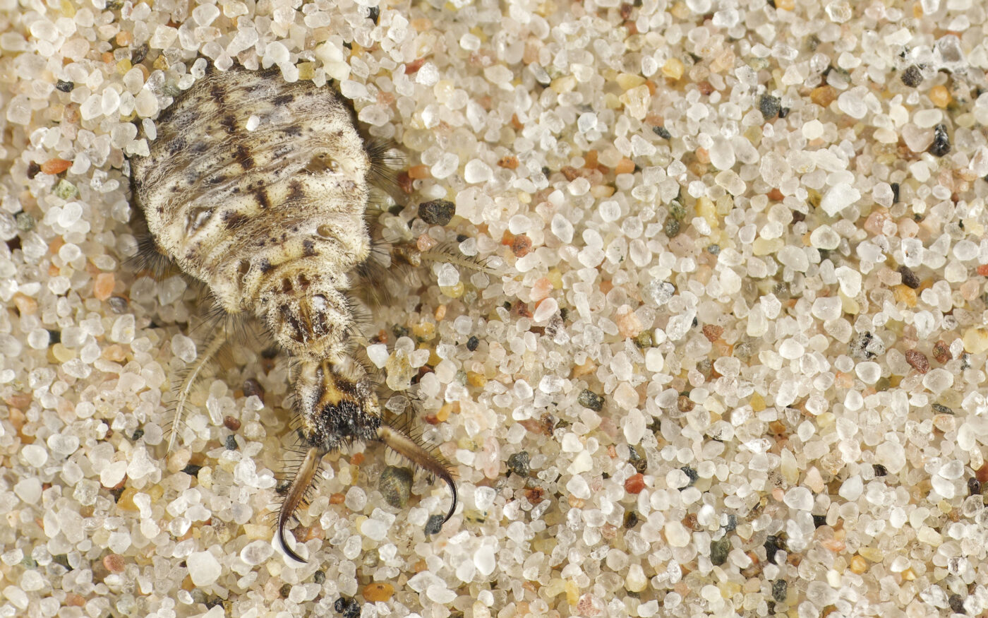 Along the north coast of Fårö, you have to watch your feet to not step on the construction work of this creature: The antlion larva. Their little cone-shaped homes might often be a mystery for the crowd, but it’s in fact these strange creatures that hide in these death traps.