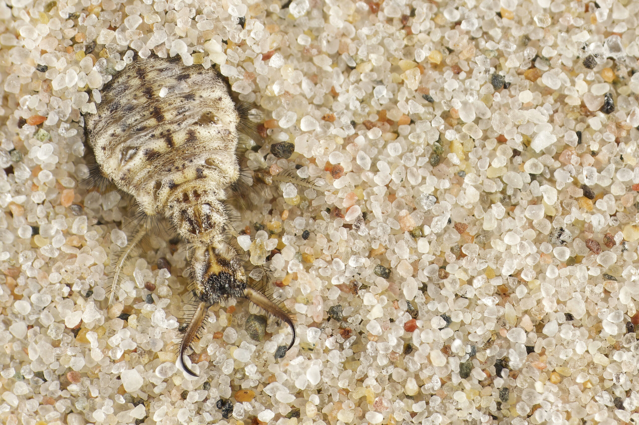 Along the north coast of Fårö, you have to watch your feet to not step on the construction work of this creature: The antlion larva. Their little cone-shaped homes might often be a mystery for the crowd, but it’s in fact these strange creatures that hide in these death traps.