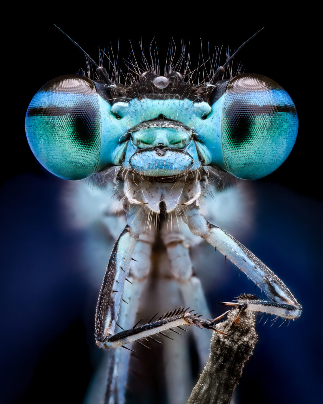 This is a stacked image of a living damselfly taken on an early morning macro outing this past spring.