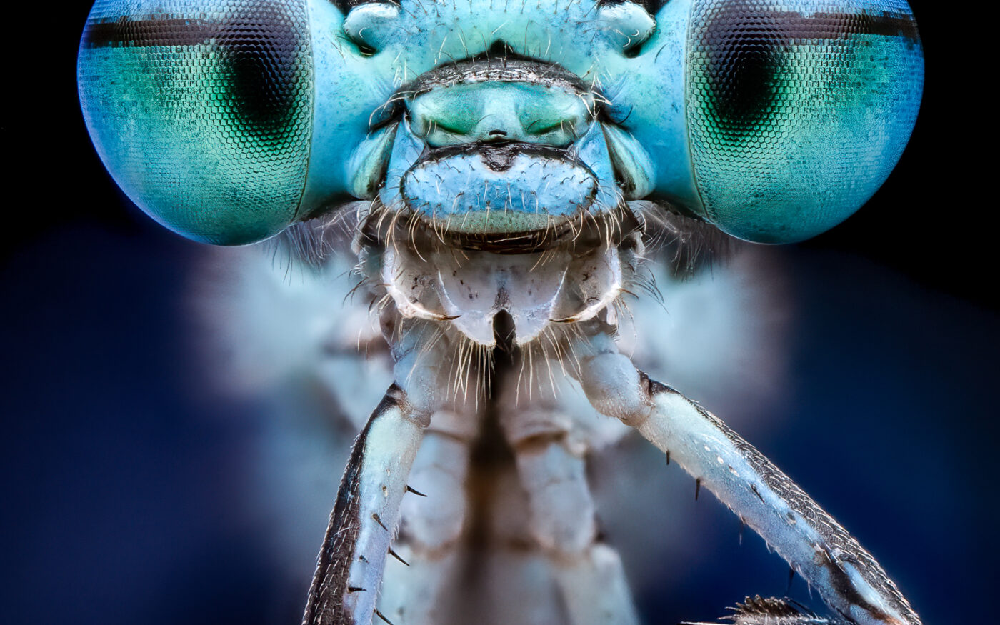 This is a stacked image of a living damselfly taken on an early morning macro outing this past spring.