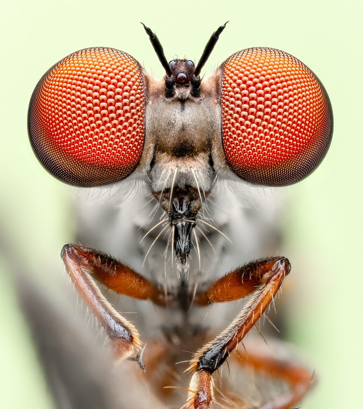 This is a highly detailed stacked image of a living gnat ogre photographed in the field. A green background card was placed behind the subject to help with exposure on the tiny subject.