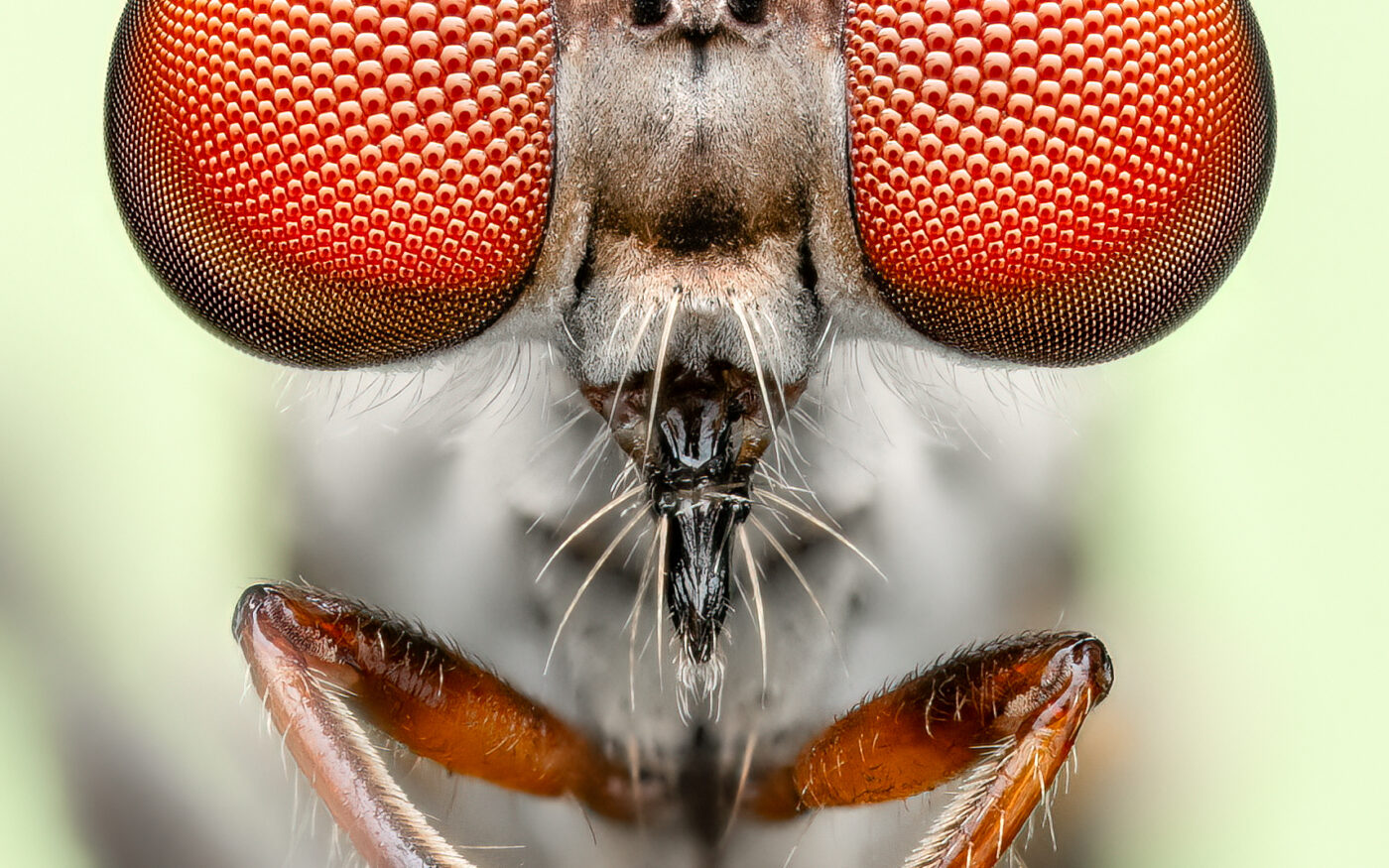 This is a highly detailed stacked image of a living gnat ogre photographed in the field. A green background card was placed behind the subject to help with exposure on the tiny subject.