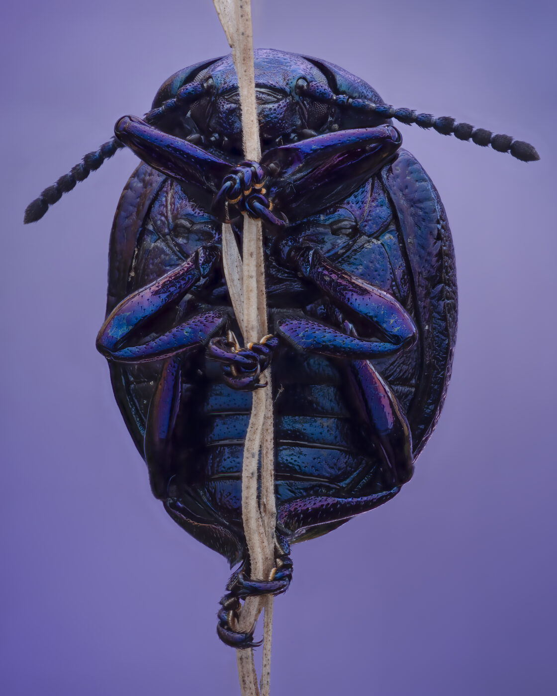 Violet Leaf Beetle (Chrysolina strumi)