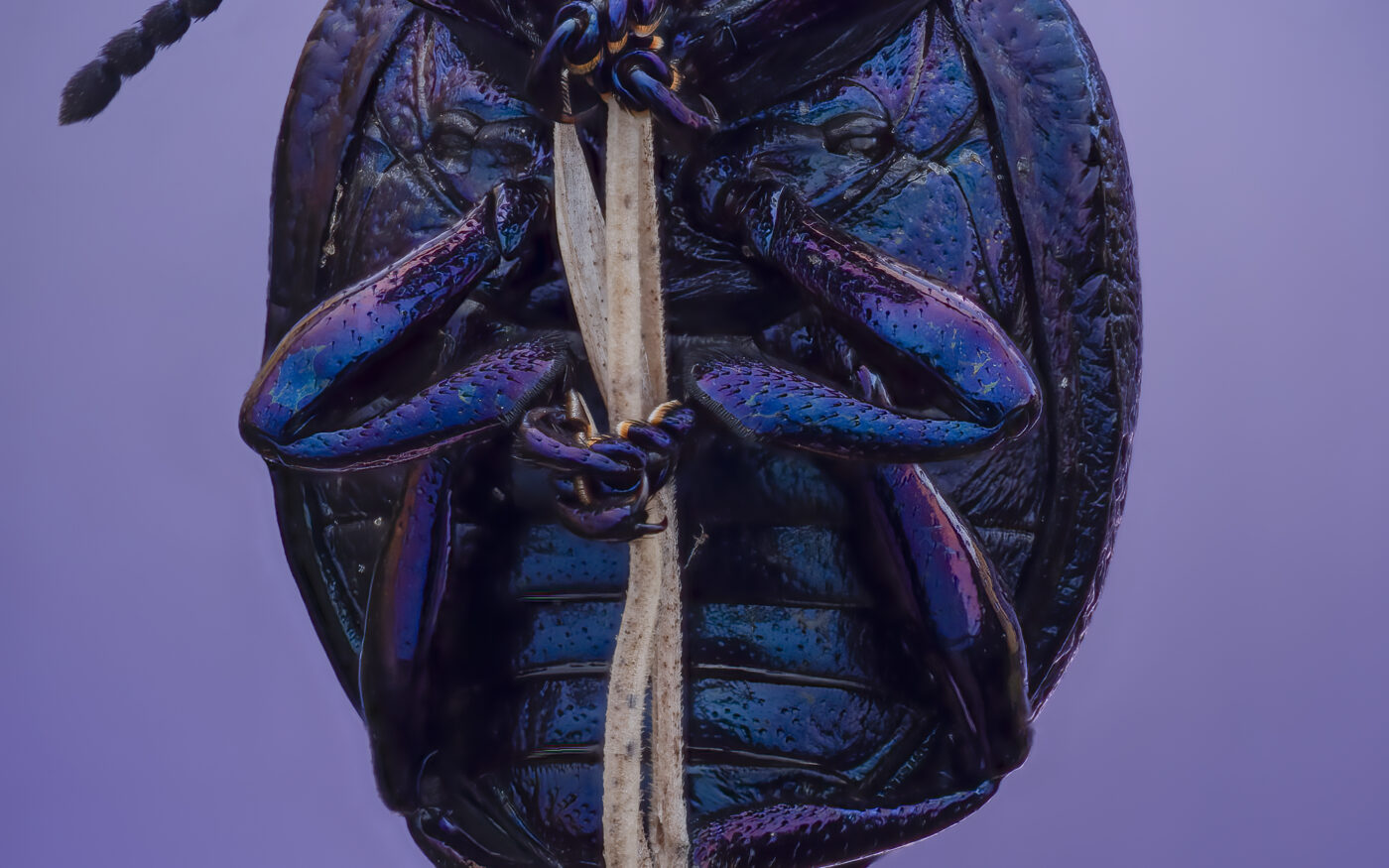 Violet Leaf Beetle (Chrysolina strumi)