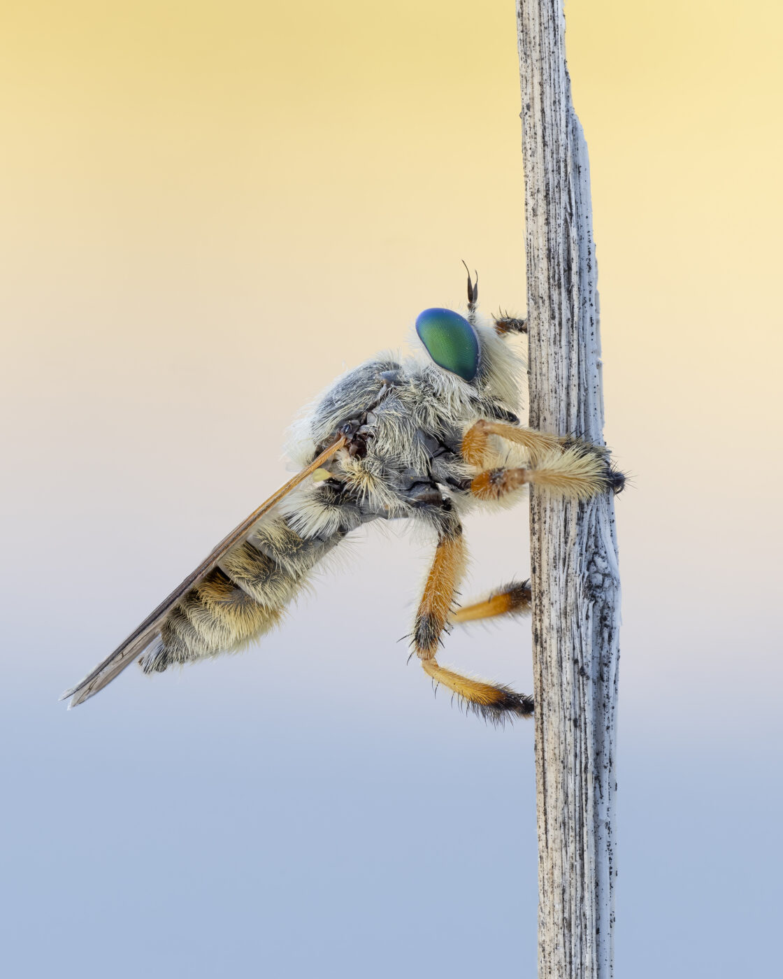 Genus Megaphorus. A portrait taken on a cool morning