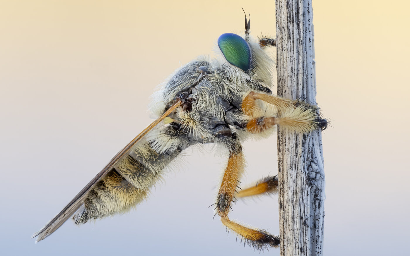 Genus Megaphorus. A portrait taken on a cool morning