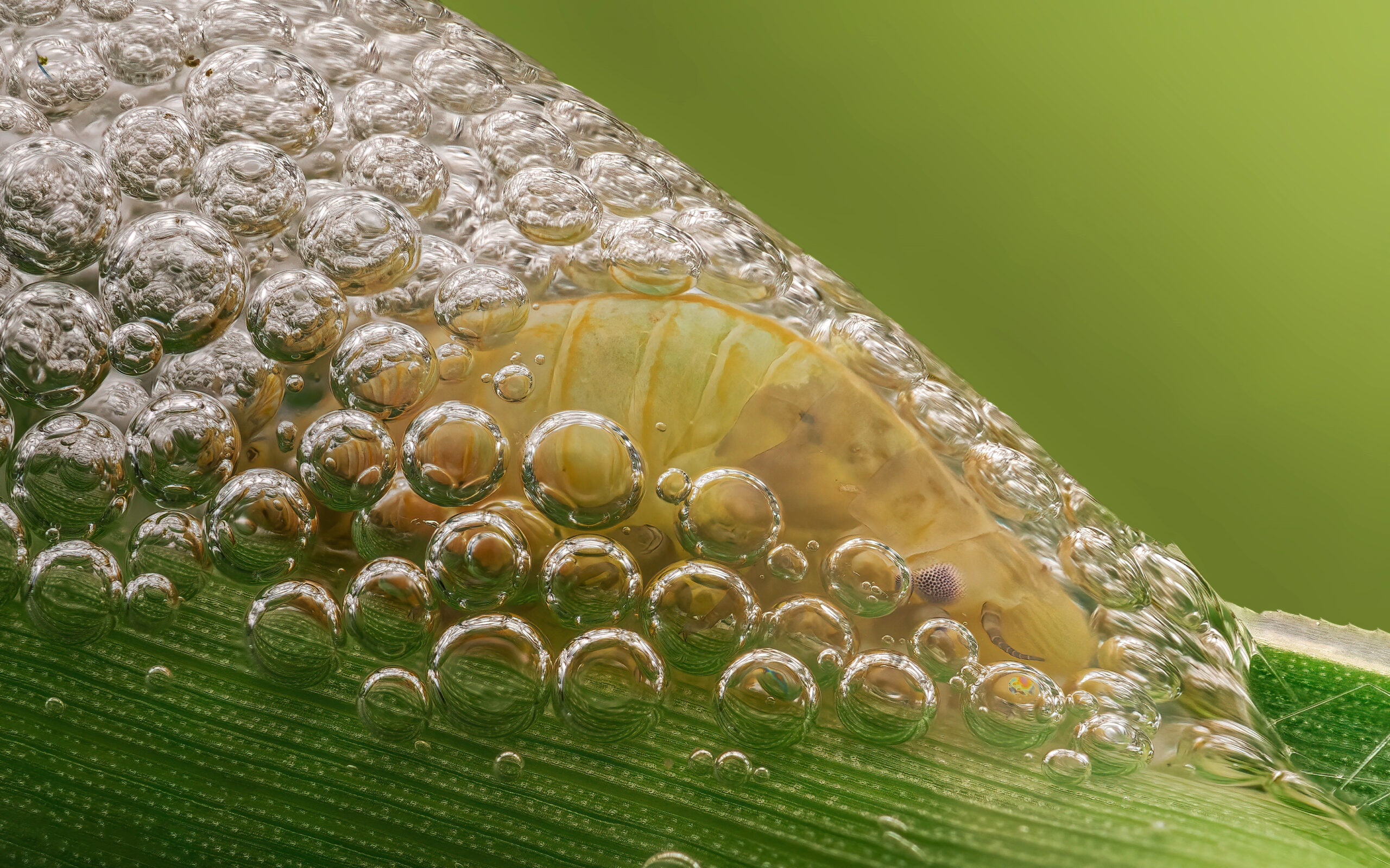 The peculiar white frothy liquid clinging to the stems is called Cuckoo spit and is secreted by the nymphs of a sap-sucking true bug, specifically a froghopper commonly referred to as a spittlebug.