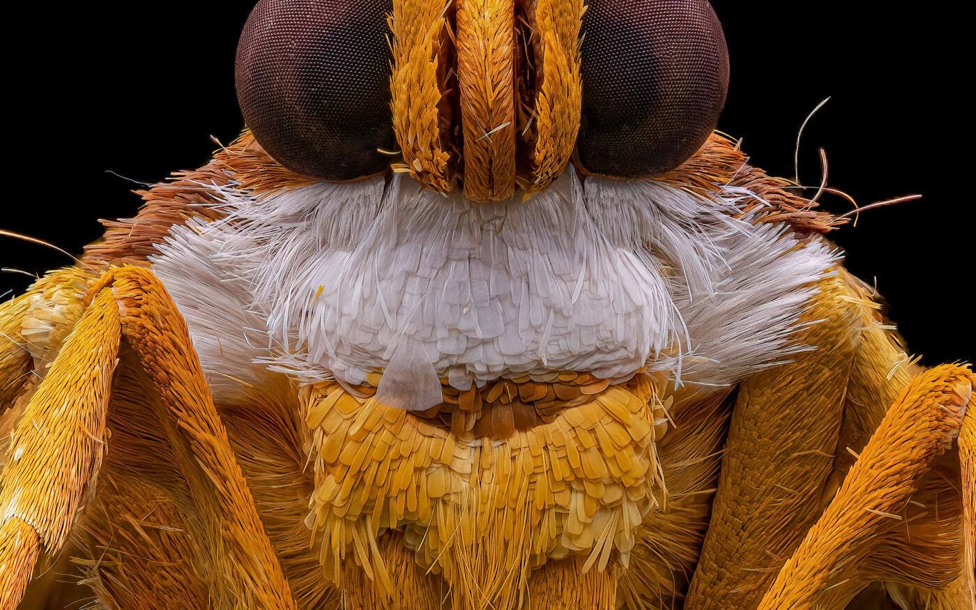 This striking Botyodes asialis moth was spotted in the rainforests of Wayanad, India. While the adult moths are captivating in their appearance, the caterpillars are often found in shades of green or brown, they blend seamlessly into their leafy surroundings on Poplar trees.