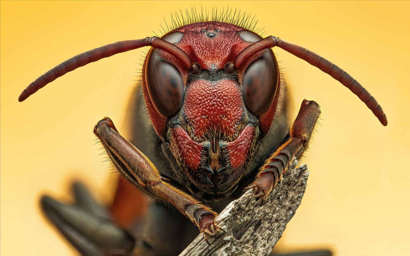 The Vespa affinis is formidable creature worthy of both respect and caution due to its aggressive behavior with a powerful sting. They however seem to be docile at night when the temperatures drop and this allowed me to get close for this shot.