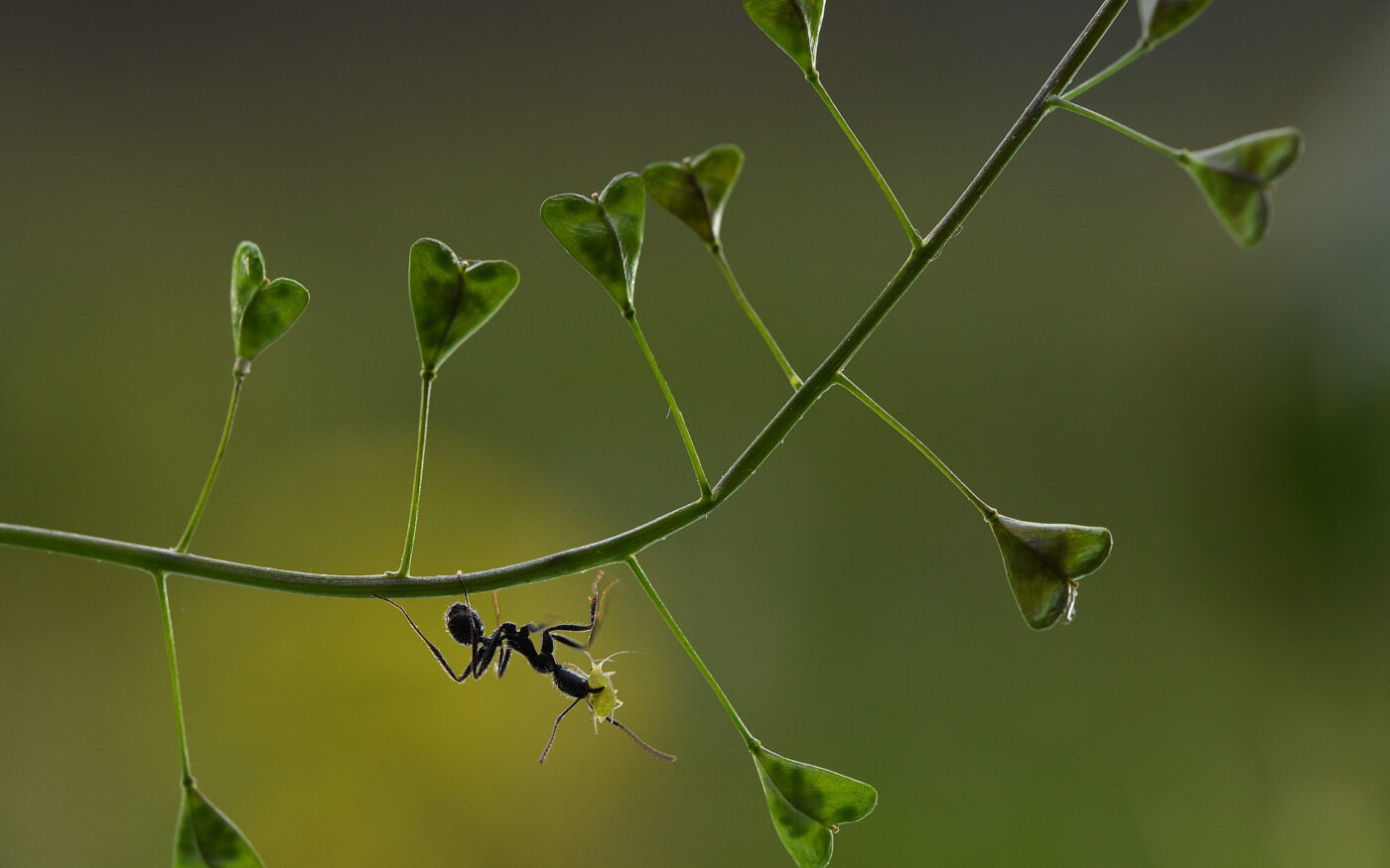 The ants defend the aphids from their predators and, in turn, the aphids excrete honeydew that serves as food for them. In the image an ant carries a small aphid in its jaws and does so delicately so as not to damage it in any way.